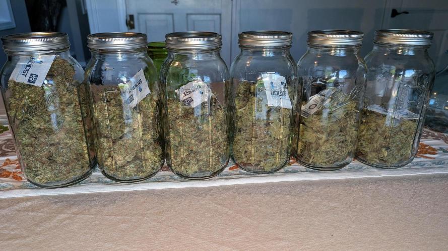 Growing Stardawg and Strawberry Cough. Week 13 - Strawberry Cough