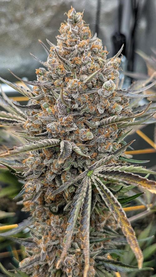 Growing Stardawg and Strawberry Cough. Week 16