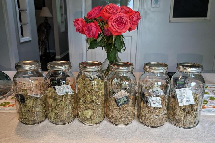 Growing Stardawg and Strawberry Cough. Week 16