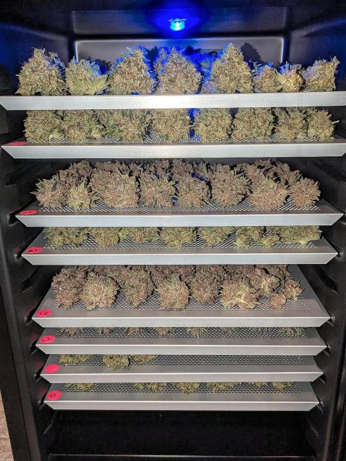 Growing Stardawg and Strawberry Cough. Week 16