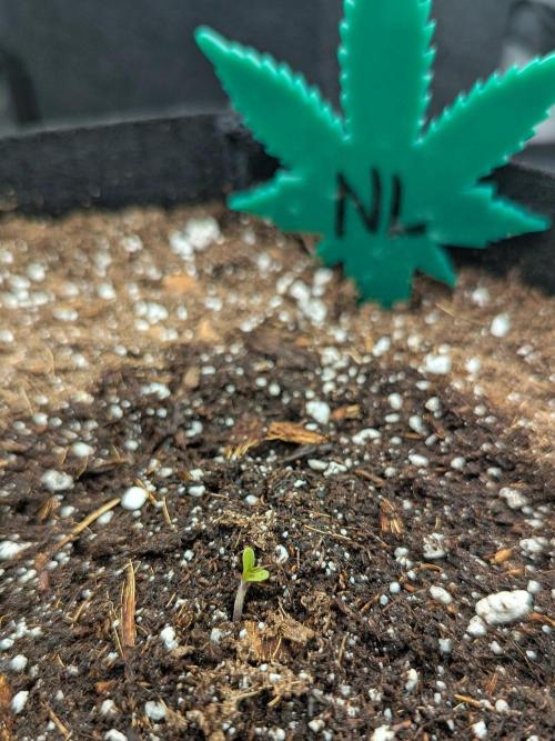 Northern Lights (Sensi Seeds). Week 0