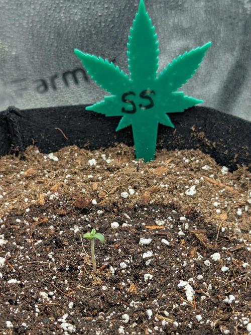 Super Skunk (Sensi Seeds). Week 0