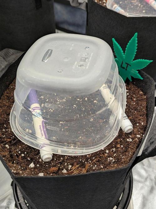 Lemon Tree (Barney's Farm). Week 0