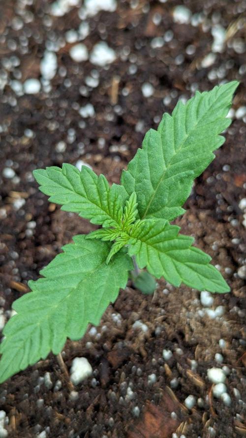 Northern Lights (Sensi Seeds). Week 1
