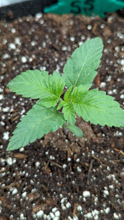Super Skunk (Sensi Seeds). Week 1