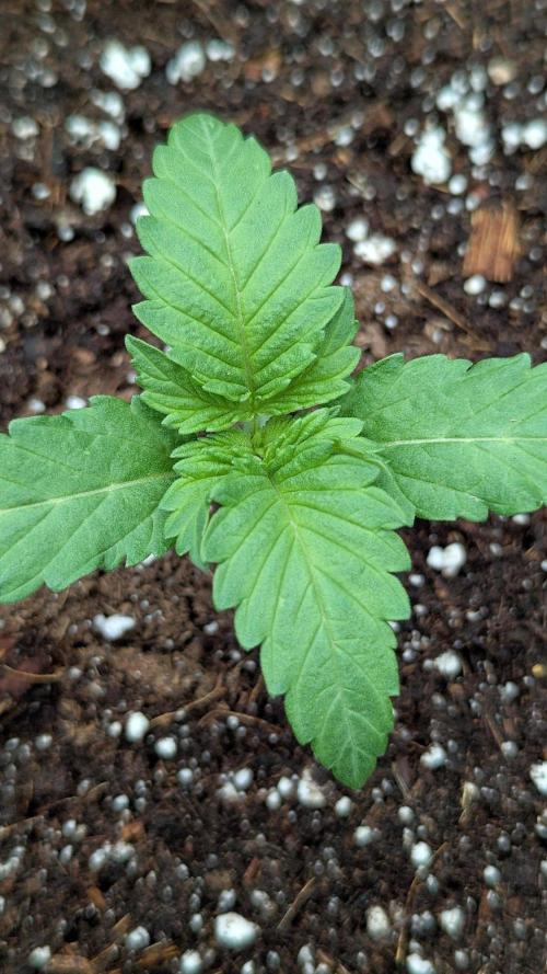 Lemon Tree (Barney's Farm). Week 1