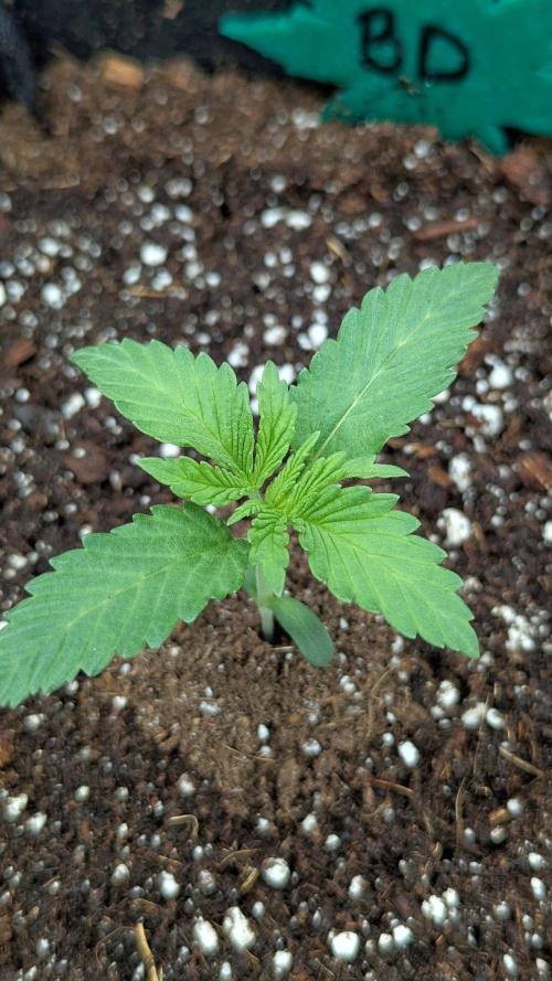 Blue Dream (Barney's Farm). Week 1