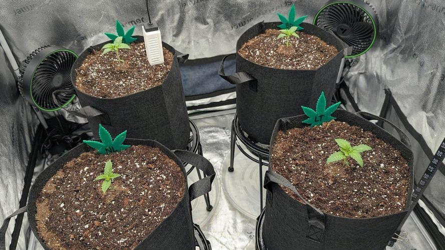Blue Dream (Barney's Farm). Week 1