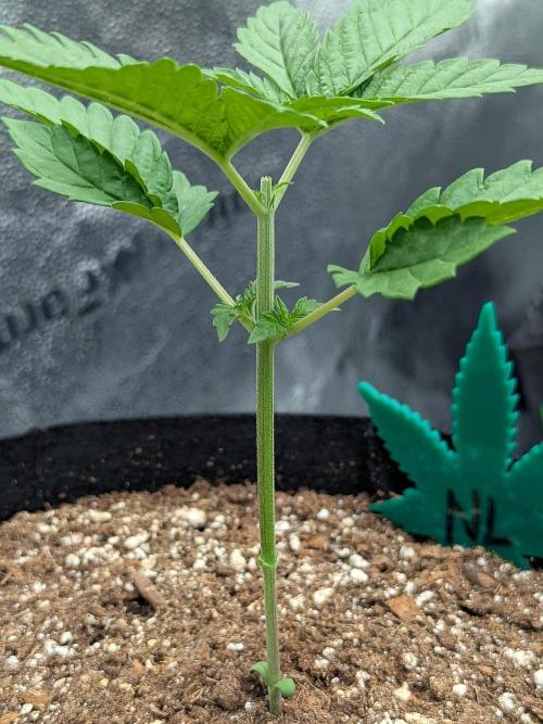 Northern Lights (Sensi Seeds). Week 2 - Post topping