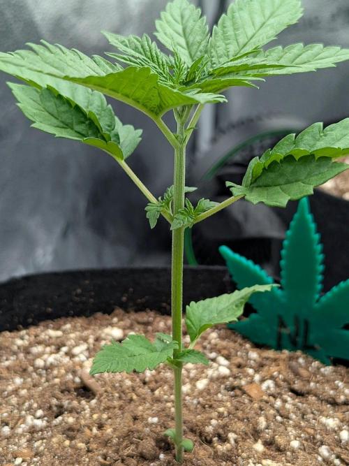 Northern Lights (Sensi Seeds). Week 2