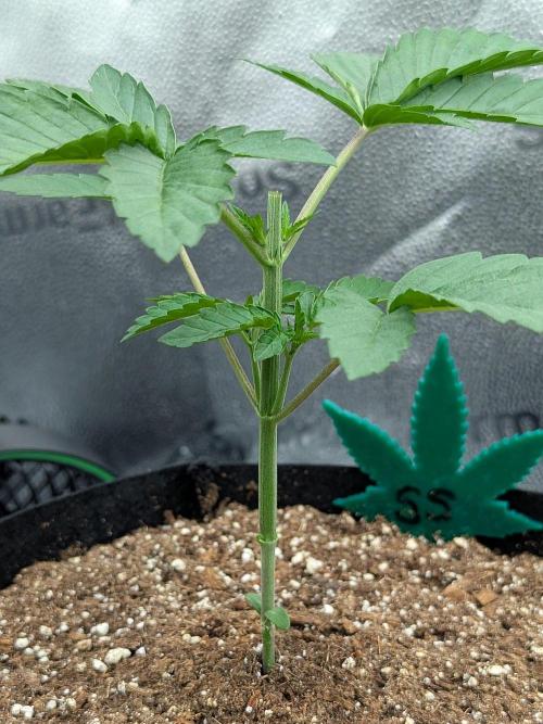 Super Skunk. Week 2