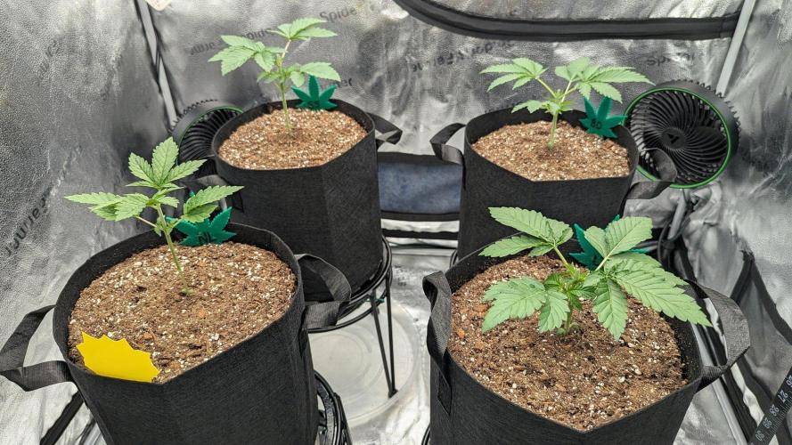 Lemon Tree (Barney's Farm). Week 2 - LT on the front right / after topping