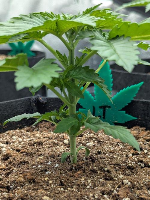 Lemon Tree (Barney's Farm). Week 2