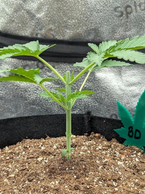 Blue Dream. Week 2