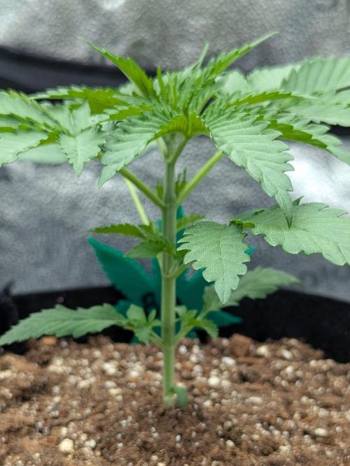 Blue Dream (Barney's Farm). Week 2