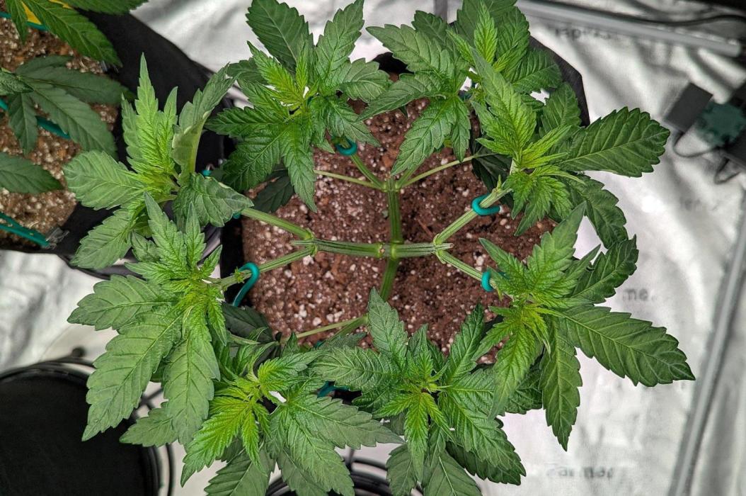 Lemon Tree (Barney's Farm). Week 3