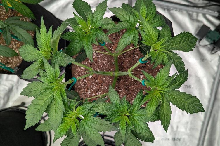 Lemon Tree. Week 3