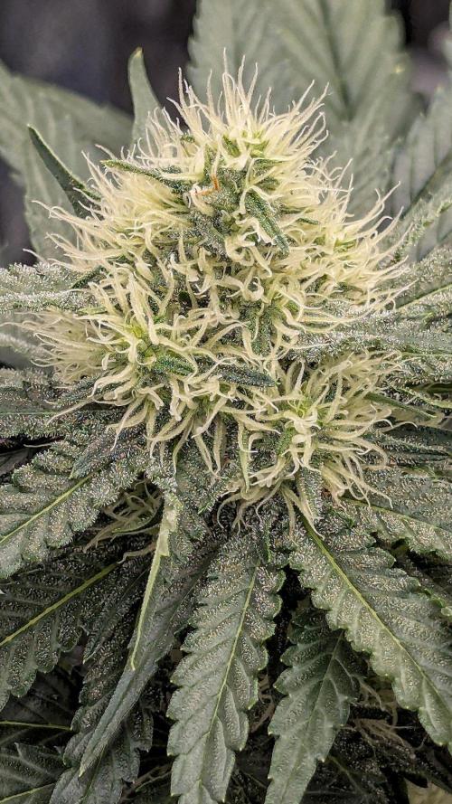 Lemon Tree (Barney's Farm). Week 7