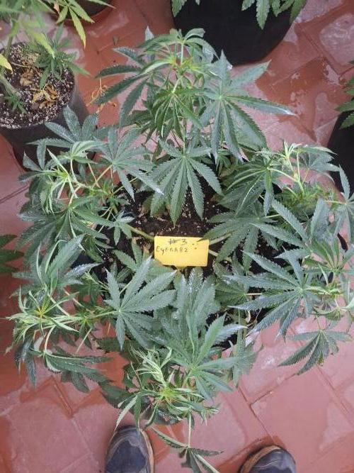 Phenohunting EyeBallz. Week 6