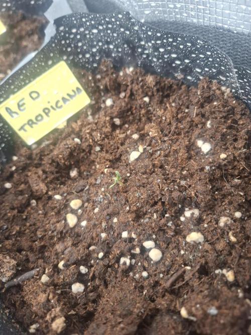 crecimiento indor flora exterior. Week 1