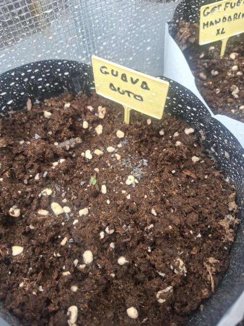 crecimiento indor flora exterior. Week 1