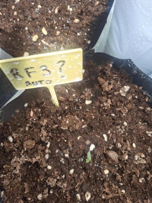 crecimiento indor flora exterior. Week 1
