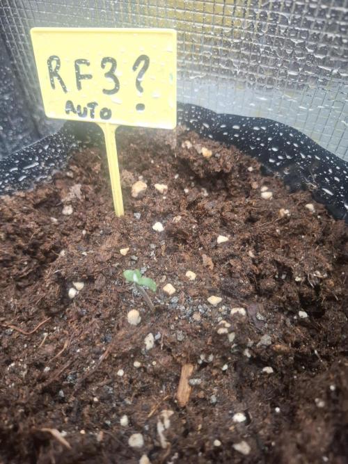 crecimiento indor flora exterior. Week 1
