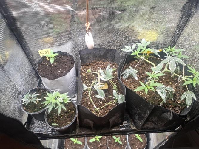 crecimiento indor flora exterior. Week 2