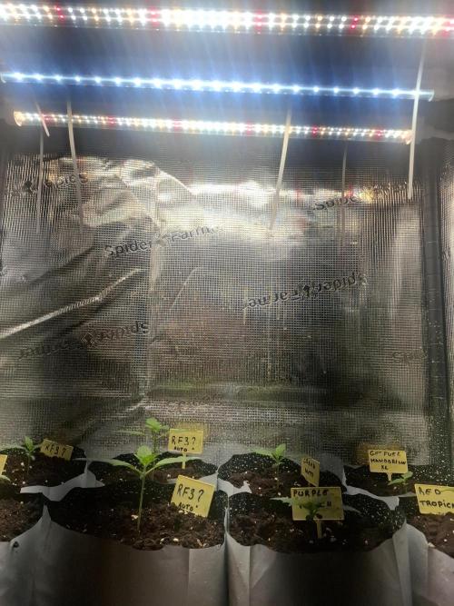 crecimiento indor flora exterior. Week 2 - esta semana e añadido otra barra   2 barras full espctrum led +1barra led  6500k 