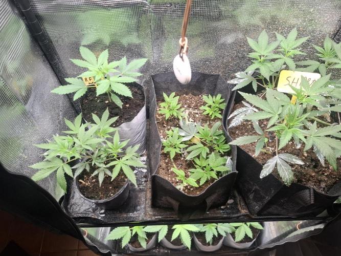 crecimiento indor flora exterior. Week 3