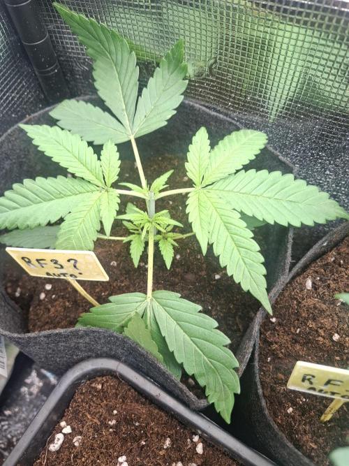 crecimiento indor flora exterior. Week 3