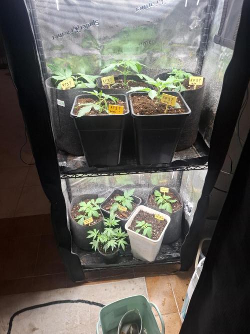 crecimiento indor flora exterior. Week 3