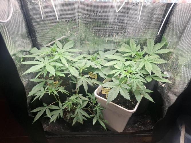 crecimiento indor flora exterior. Week 4 - ☆☆☆☆☆