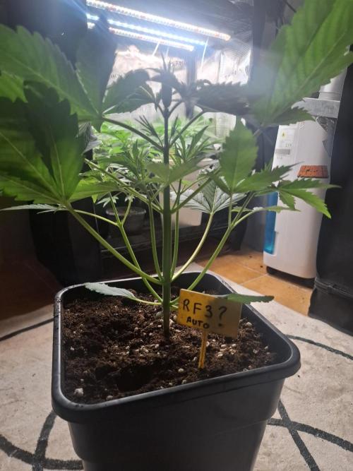 crecimiento indor flora exterior. Week 4 - ☆☆☆☆☆