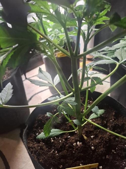 crecimiento indor flora exterior. Week 4 - un poco de poda apical i lst 