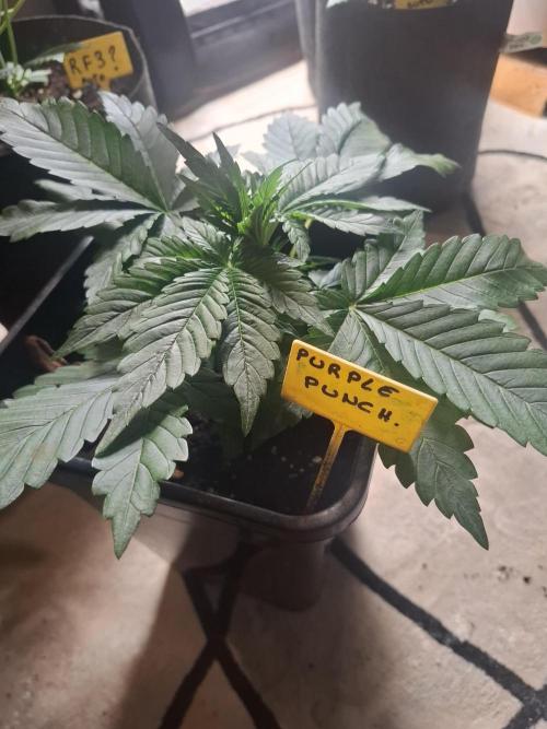 crecimiento indor flora exterior. Week 4 - ☆☆☆☆☆