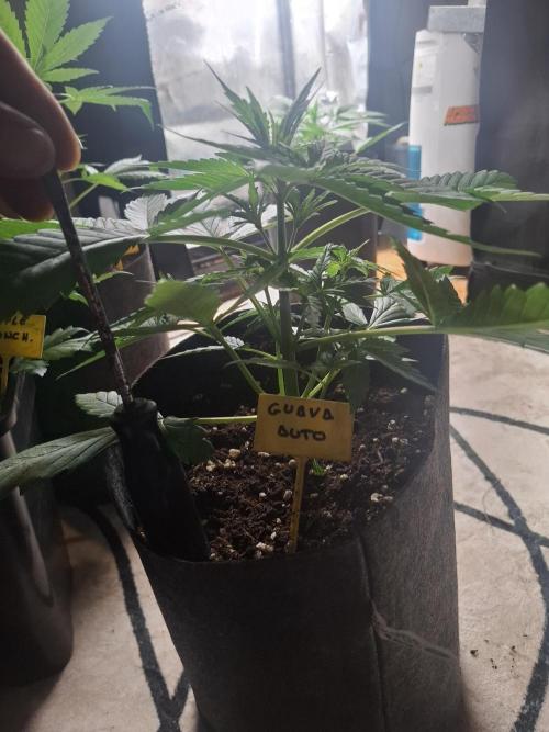 crecimiento indor flora exterior. Week 4 - ☆☆☆☆☆