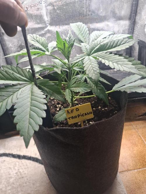 crecimiento indor flora exterior. Week 4 - ☆☆☆☆☆