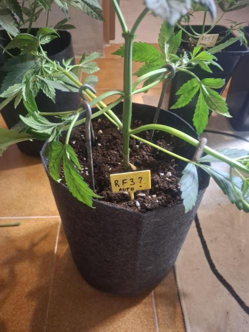 crecimiento indor flora exterior. Week 4 - lst