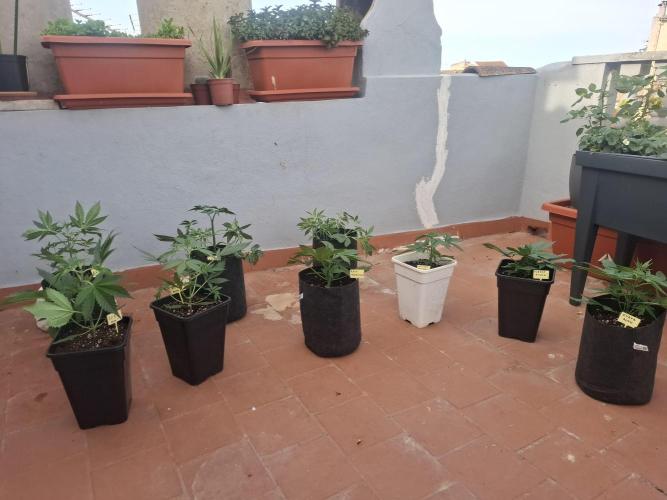 crecimiento indor flora exterior. Week 4 - ☀️🔥 11L / 7L. ?✨