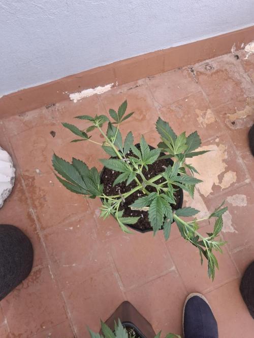 crecimiento indor flora exterior. Week 4 - mix pack rf3 auto?