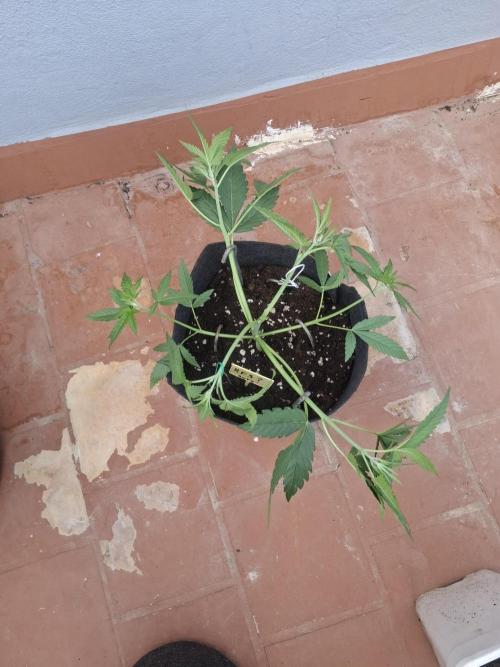 crecimiento indor flora exterior. Week 4 - mix pack rf3 auto ??
