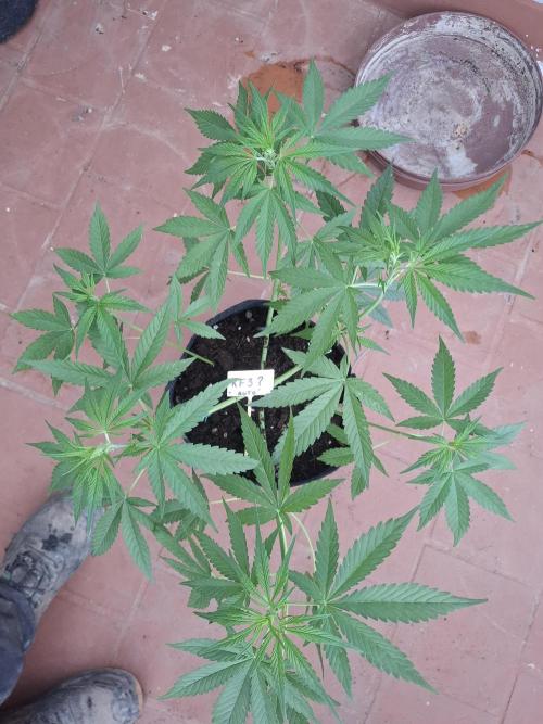 crecimiento indor flora exterior. Week 5 - rf3 poda apical  lst   30cm 