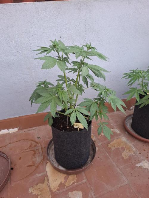 crecimiento indor flora exterior. Week 5 - rf3 poda apical lst 40cm 