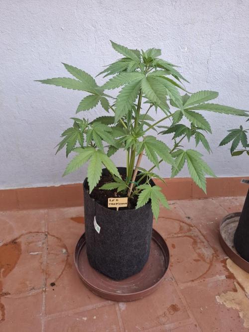 crecimiento indor flora exterior. Week 5 - red tropicanaxl 45cm 