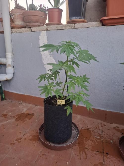 crecimiento indor flora exterior. Week 5 - rf3 45cm