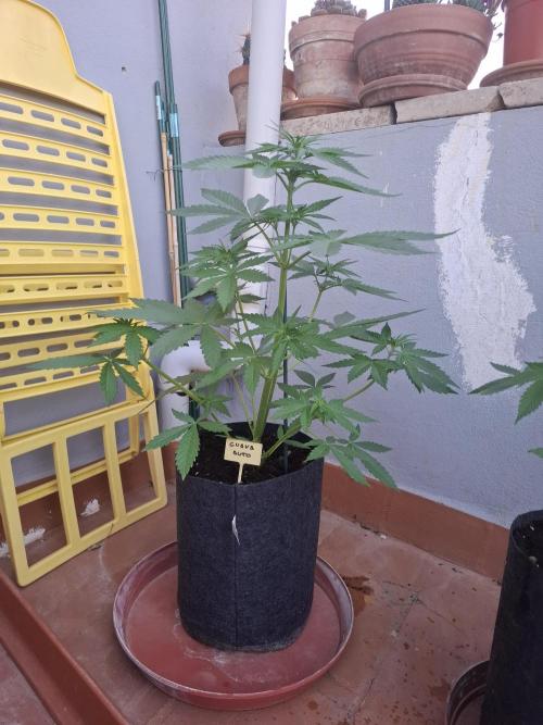 crecimiento indor flora exterior. Week 5 - guava auto 50cm gran streching