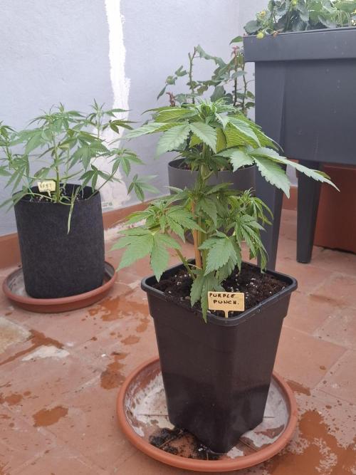 crecimiento indor flora exterior. Week 5 - purple punch  pequeña i fuerte 35cm