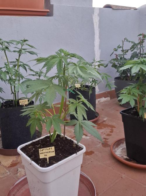 crecimiento indor flora exterior. Week 5 - getfuelmandarine xl 40cm  estiron mui notable 