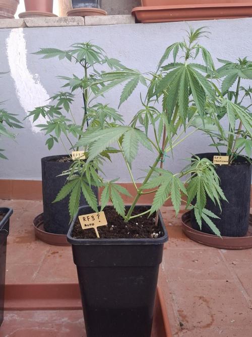 crecimiento indor flora exterior. Week 5 - rf3 45cm  la primera  en desprender aroma 